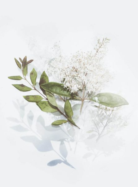 green-leafed-plant-with-white-flowers