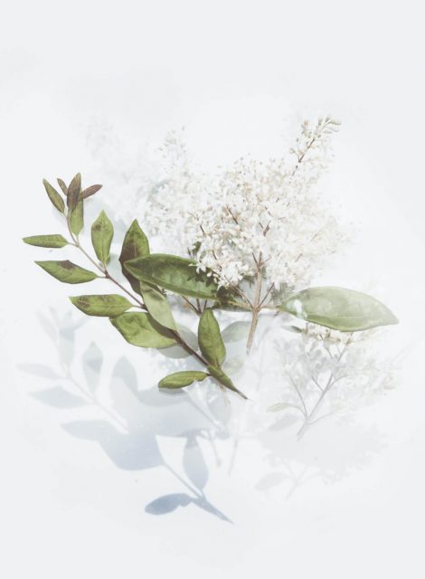 green-leafed-plant-with-white-flowers