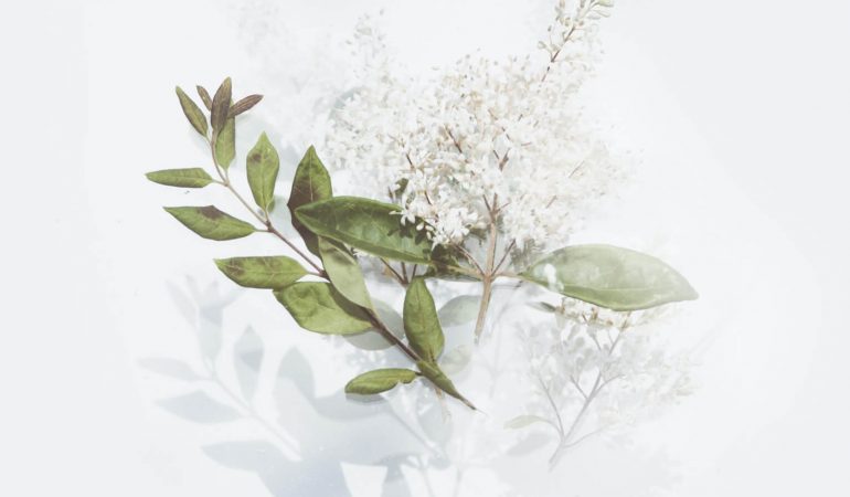 green-leafed-plant-with-white-flowers green-leafed-plant-with-white-flowers