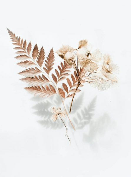 brown-fern-leaves