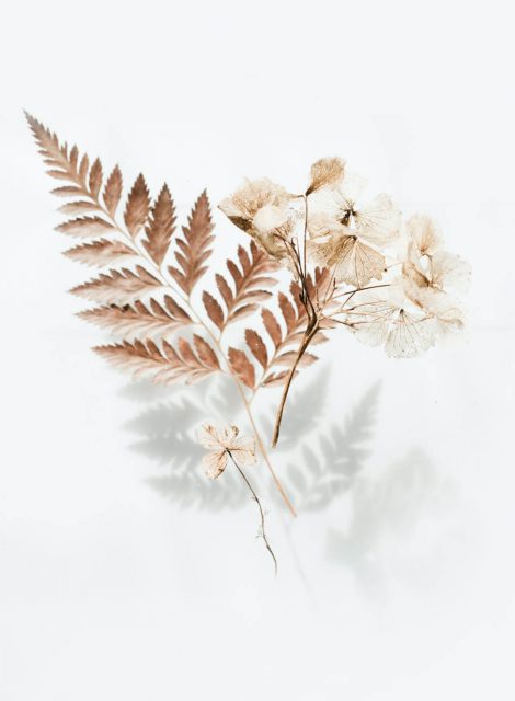 brown-fern-leaves
