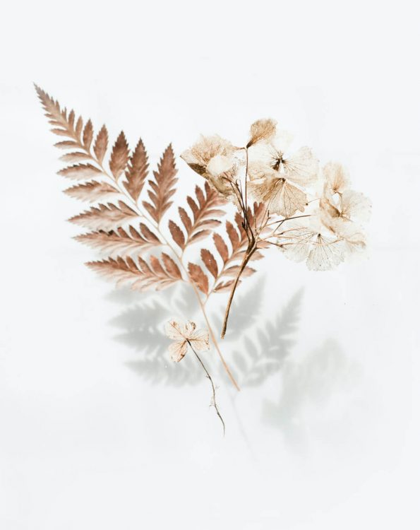 brown-fern-leaves