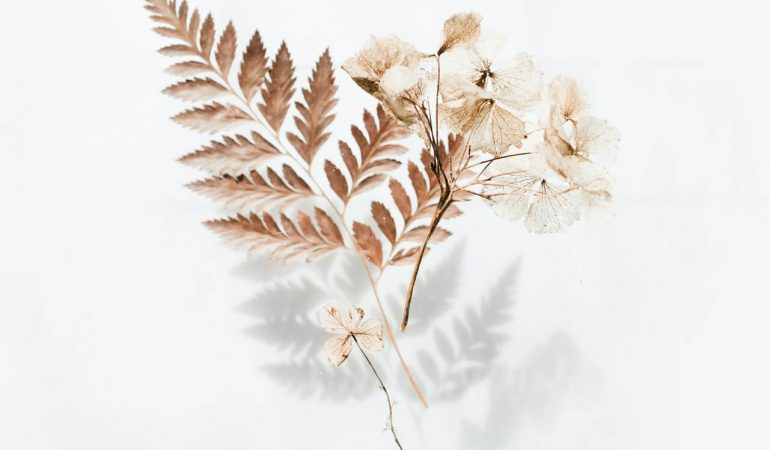 brown-fern-leaves brown-fern-leaves