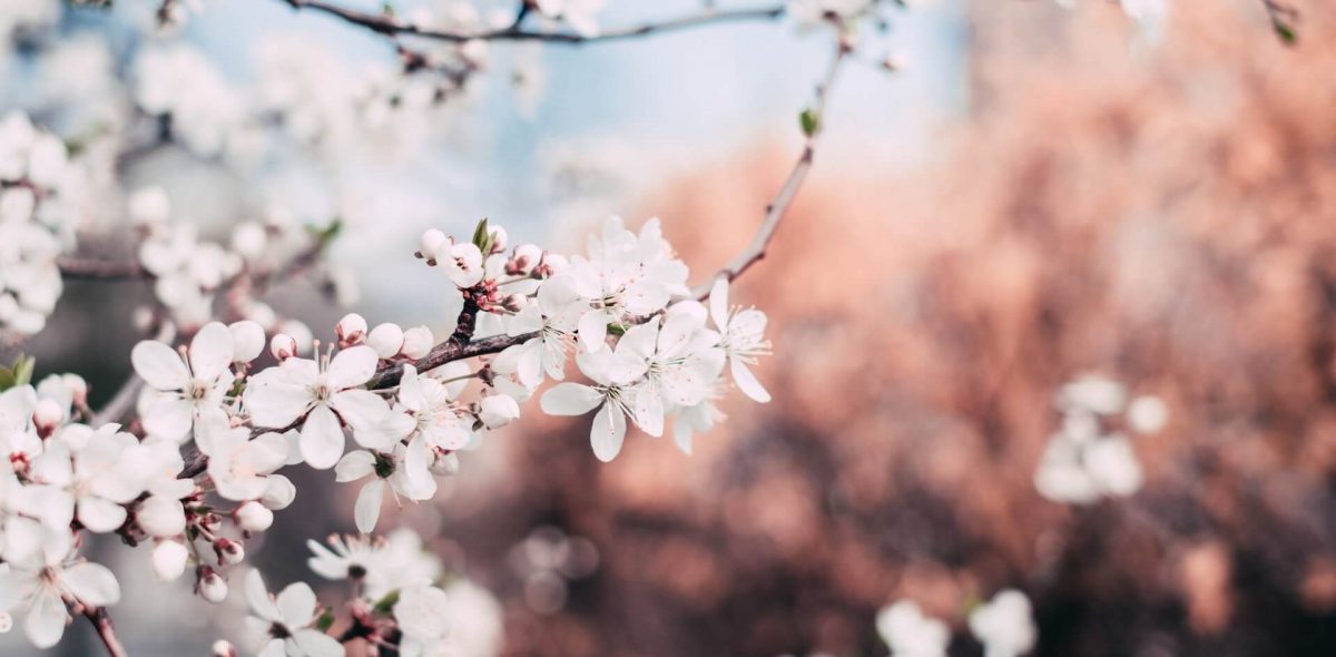 close-up-photography-of-cherry-blossoms-1002785