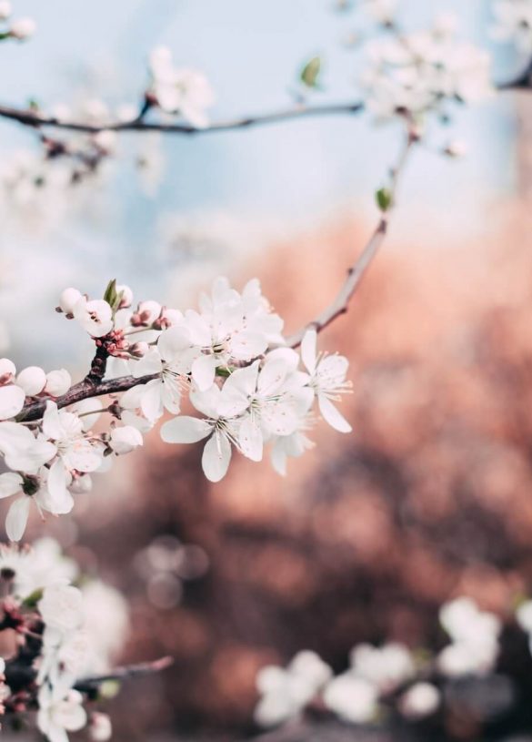 close-up-photography-of-cherry-blossoms-1002785