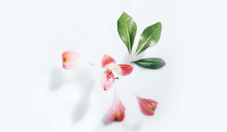 pink-flower-on-white-background-3825880 pink-flower-on-white-background-3825880