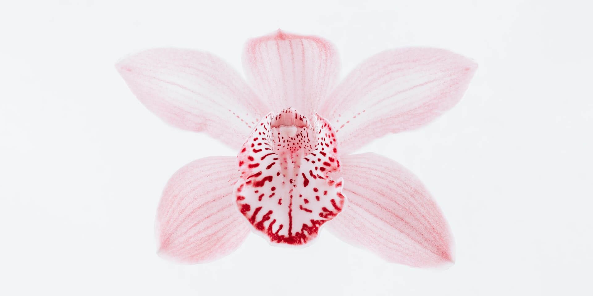pawel-czerwinski-jtes8PJxxj8-unsplash